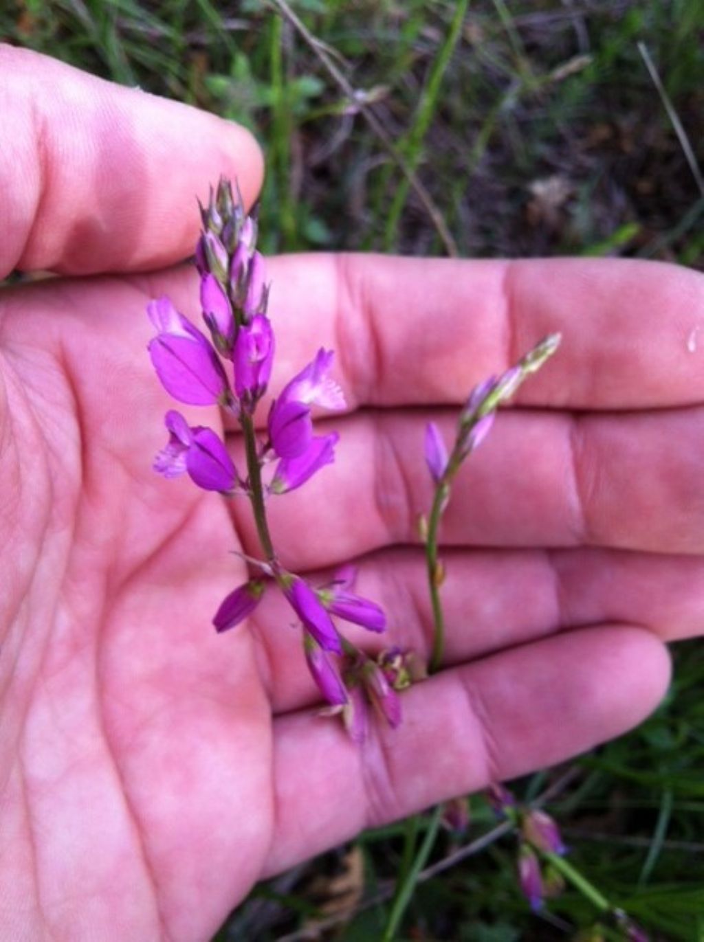 Polygala cfr. nicaeensis (Fabales - Polygalaceae)